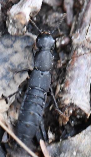 Ocypus aethiops